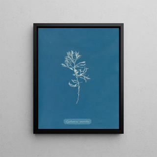 Anna Atkins - Cystoseira ericoides.webp