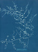 Cystoseira fibrosa - Anna Atkins — widok dzieła
