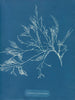 Cystoseira foeniculacea - Anna Atkins — widok dzieła