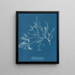 Cystoseira foeniculacea - Anna Atkins — oprawiony obraz na ścianie