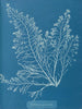 Cystoseira granulata - Anna Atkins — widok dzieła