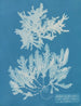 Delesseria sinuosa z margines ciliaire z owocem - Anna Atkins — widok dzieła