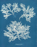 Delesseria ailée - Anna Atkins — widok dzieła