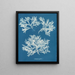 Delesseria ailée - Anna Atkins — oprawiony obraz na ścianie