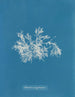 Delesseria bardzo wąski - Anna Atkins — widok dzieła