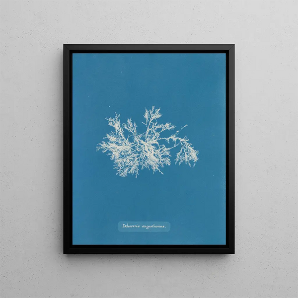 Anna Atkins - Delesseria angustissima.webp
