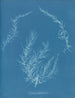 Delesseria hypoglossum - Anna Atkins — widok dzieła