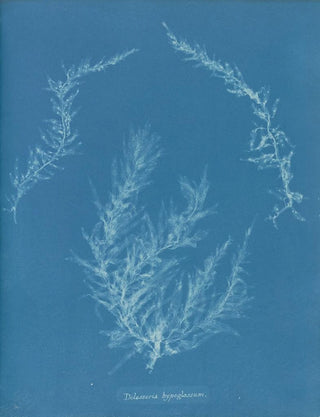 Anna Atkins - Delesseria hypoglossum.webp