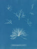 Delesseria hypoglossum w owocach - Anna Atkins — widok dzieła
