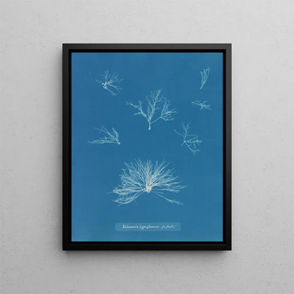 Anna Atkins - Delesseria hypoglossum in fruit.webp
