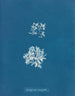 Delesseria ruscifolia - Anna Atkins — widok dzieła