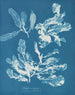 Delesseria sanguinea - Anna Atkins — widok dzieła