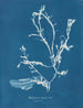 Delesseria sanguinea en fruit - Anna Atkins — widok dzieła