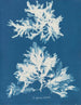Dénudité sinueuse - Anna Atkins — widok dzieła