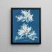 Dénudité sinueuse - Anna Atkins — oprawiony obraz na ścianie