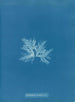 Delesseria sinuosa var. - Anna Atkins — widok dzieła