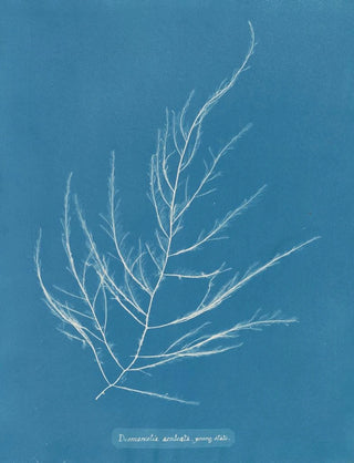 Anna Atkins - Desmarestia aculeata young state.webp