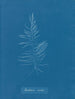 Dichloria viridis - Anna Atkins — widok dzieła