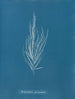 Dictyosiphon foeniculacea - Anna Atkins — widok dzieła