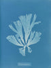 Dictyota atomaria - Anna Atkins — widok dzieła