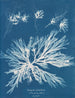 Dictyota dichotoma w stanie młodym i w owocu - Anna Atkins — widok dzieła