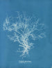 Dictyota dichotoma - Anna Atkins — widok dzieła