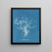 Dictyota dichotoma - Anna Atkins — oprawiony obraz na ścianie