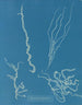 Dumontia filiformis - Anna Atkins — widok dzieła