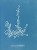 Ectocarpus landsburghii - Anna Atkins — widok dzieła