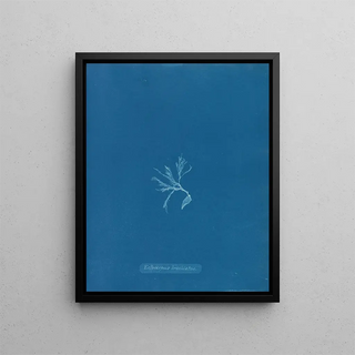 Anna Atkins - Ectocarpus brachiatus.webp