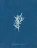 Ectocarpus crinitus - Anna Atkins — widok dzieła