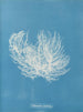Ectocarpus distortionus - Anna Atkins — widok dzieła