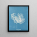 Ectocarpus distortionus - Anna Atkins — oprawiony obraz na ścianie