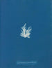 Ectocarpus fasciculatus - Anna Atkins — widok dzieła