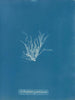 Ectocarpus granulosus - Anna Atkins — widok dzieła