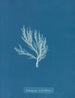 Ectocarpus siliculosus - Anna Atkins — widok dzieła