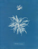 Ectocarpus tomentosus - Anna Atkins — widok dzieła