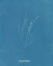 Élaionema villosum - Anna Atkins — widok dzieła