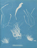 Enteromorpha compressa - Anna Atkins — widok dzieła