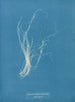 Enteromorpha compressa - Anna Atkins — widok dzieła