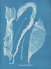 Enteromorpha intestinalis - Anna Atkins — widok dzieła