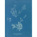 Reprodukcja obrazu Exilaria crystallinum parasitique - Anna Atkins