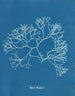 Fucus Machaii - Anna Atkins — widok dzieła