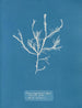 Fucus aruginosus Turner Mer Rouge Lisbonne Nowy w Wielkiej Brytanii - Anna Atkins — widok dzieła