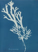 Fucus ceranoïdes - Anna Atkins — widok dzieła