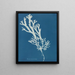 Fucus ceranoïdes - Anna Atkins — oprawiony obraz na ścianie