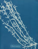 Fucus nodosus - Anna Atkins — widok dzieła