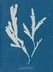 Lame de scie - Anna Atkins — widok dzieła