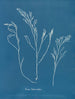 Bourdon tuberculeux - Anna Atkins — widok dzieła