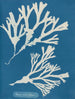 z tuszem wylewowym - Anna Atkins — widok dzieła